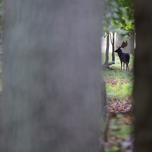 Une forêt Scandinave (14) Une forêt Scandinave - Voyage photo au Danemark VP23