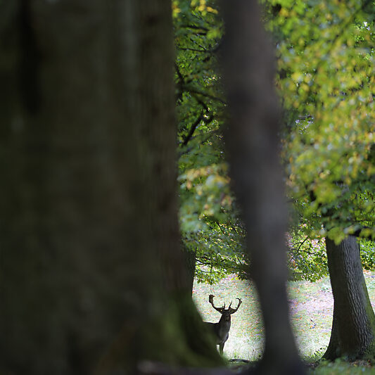 Une forêt Scandinave (15) Une forêt Scandinave - Voyage photo au Danemark VP23