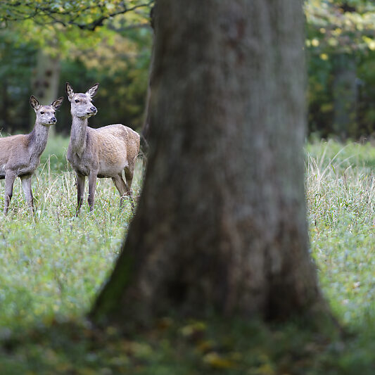 Une forêt Scandinave (16)