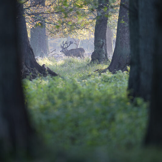 Une forêt Scandinave (18) Une forêt Scandinave - Voyage photo au Danemark VP23