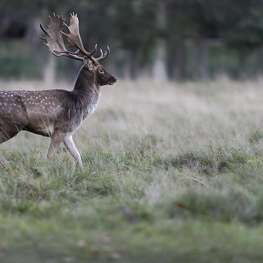 Une forêt Scandinave (19) Une forêt Scandinave - Voyage photo au Danemark VP23