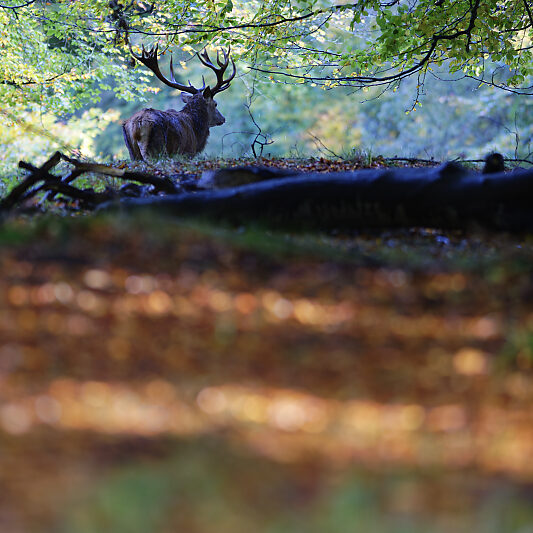 Une forêt Scandinave (20) Une forêt Scandinave - Voyage photo au Danemark VP23