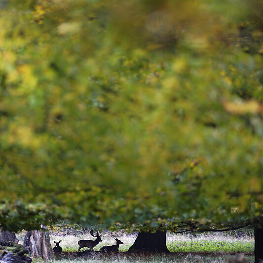 Une forêt Scandinave (21) Une forêt Scandinave - Voyage photo au Danemark VP23