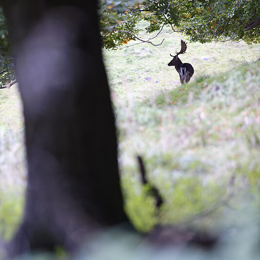 Une forêt Scandinave (23) Une forêt Scandinave - Voyage photo au Danemark VP23