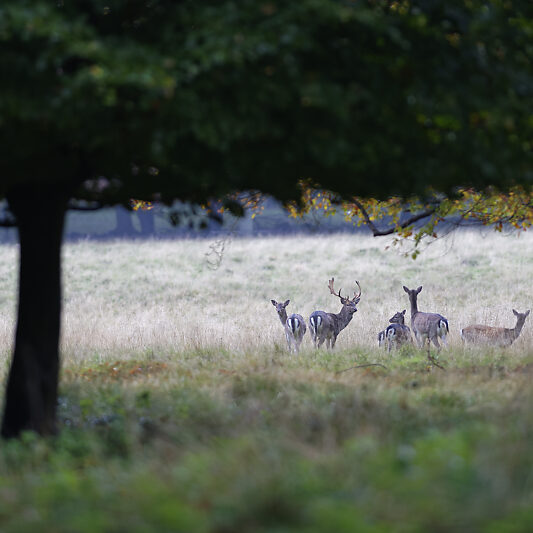 Une forêt Scandinave (3) Une forêt Scandinave - Voyage photo au Danemark VP23