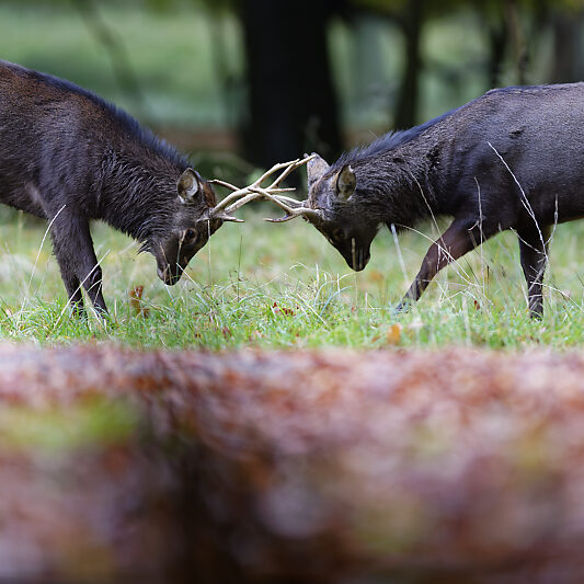 Une forêt Scandinave (5) Une forêt Scandinave - Voyage photo au Danemark VP23