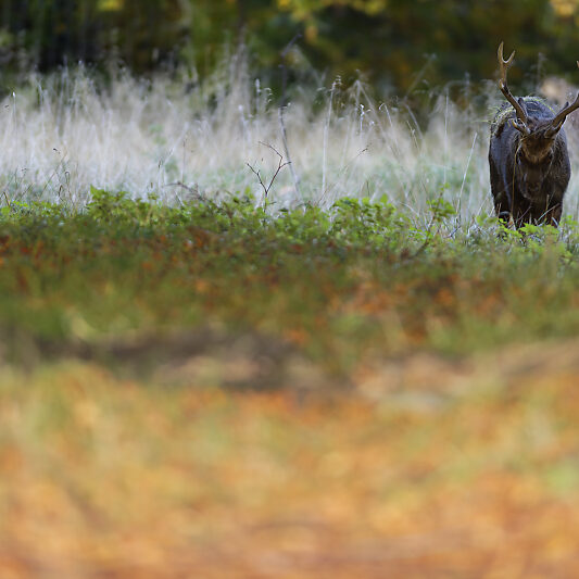 Une forêt Scandinave (8) Une forêt Scandinave - Voyage photo au Danemark VP23