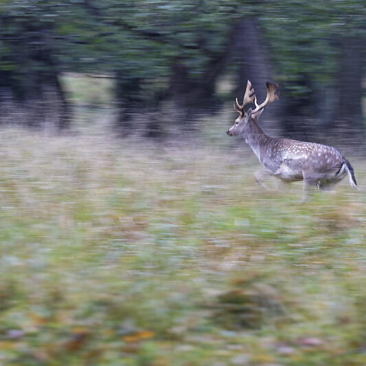 Une forêt Scandinave (9) Une forêt Scandinave - Voyage photo au Danemark VP23